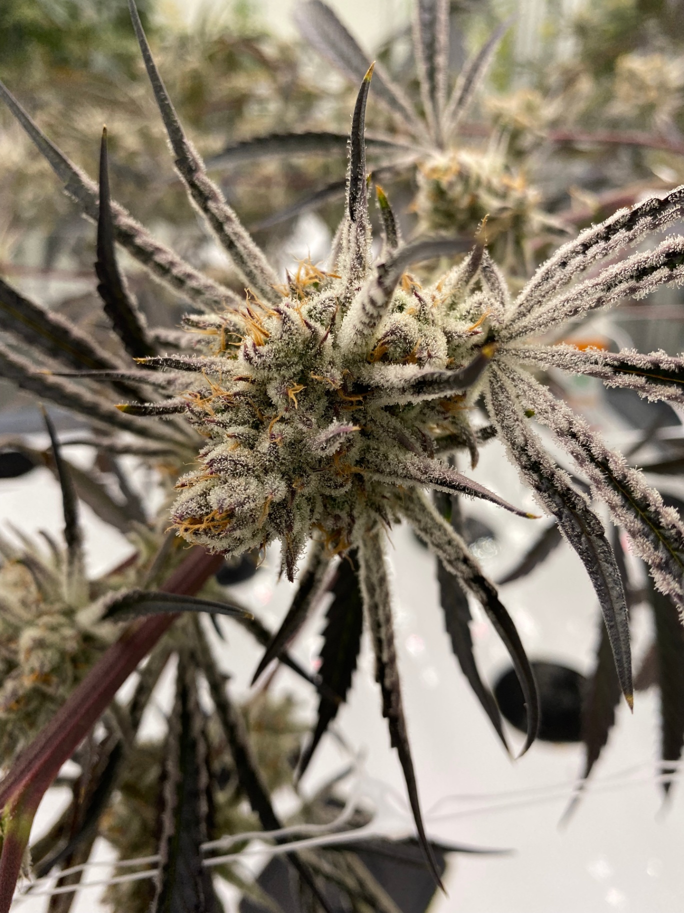 Purple-hued cannabis flower with frosted trichomes