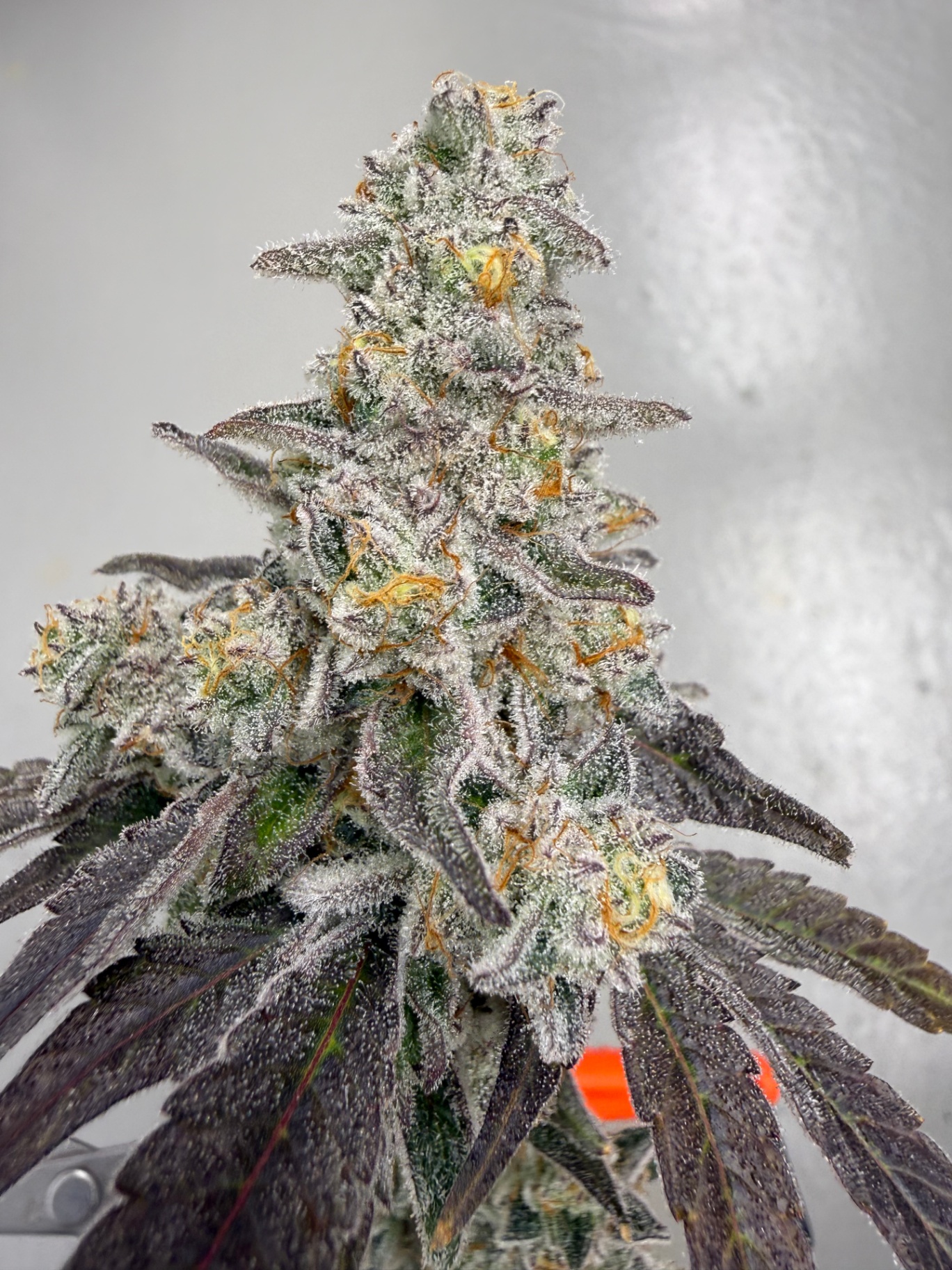 Mature cannabis flower with purple leaves