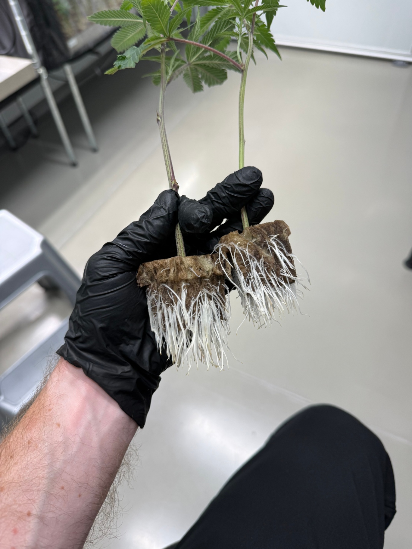 Freshly rooted cannabis cuttings in rockwool cubes