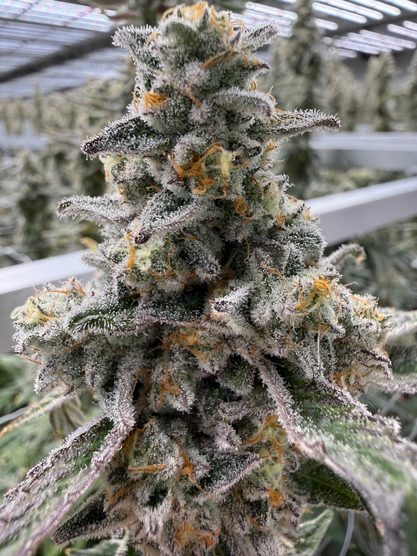 Trichome-rich cannabis flower in cultivation room