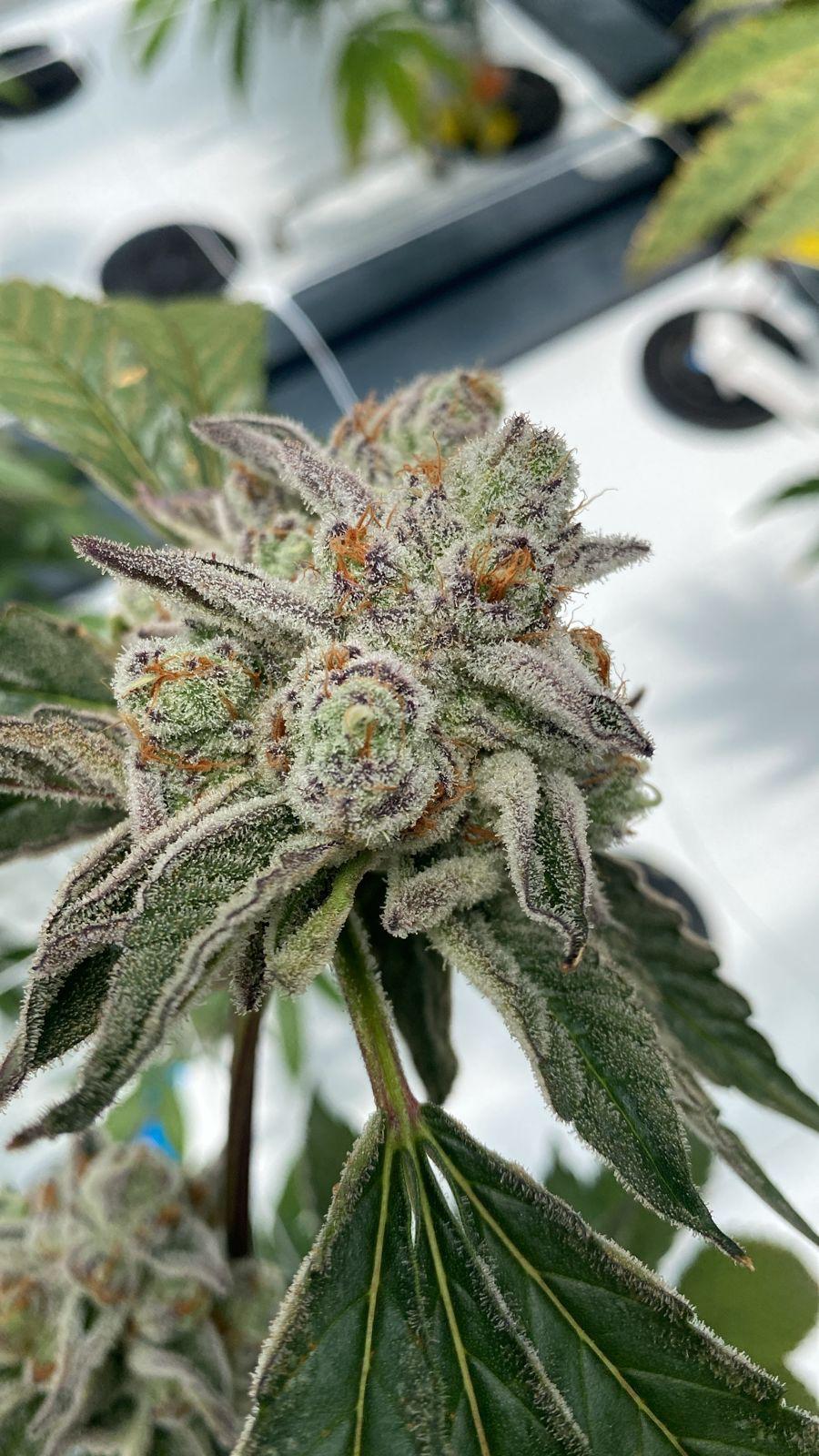 Purple-tinted cannabis flower growing in hydroponic system
