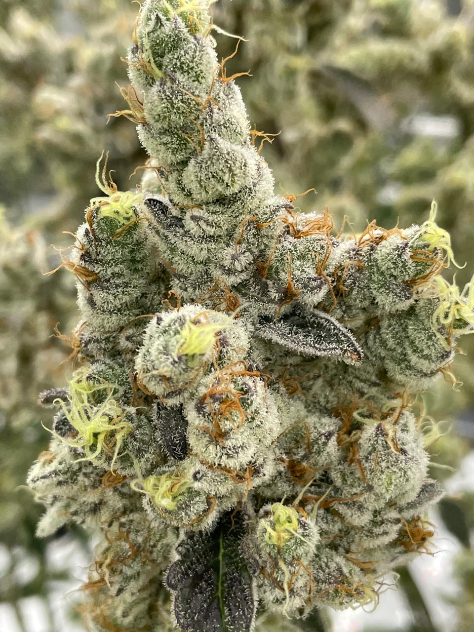 Trichome-covered cannabis cola with orange pistils
