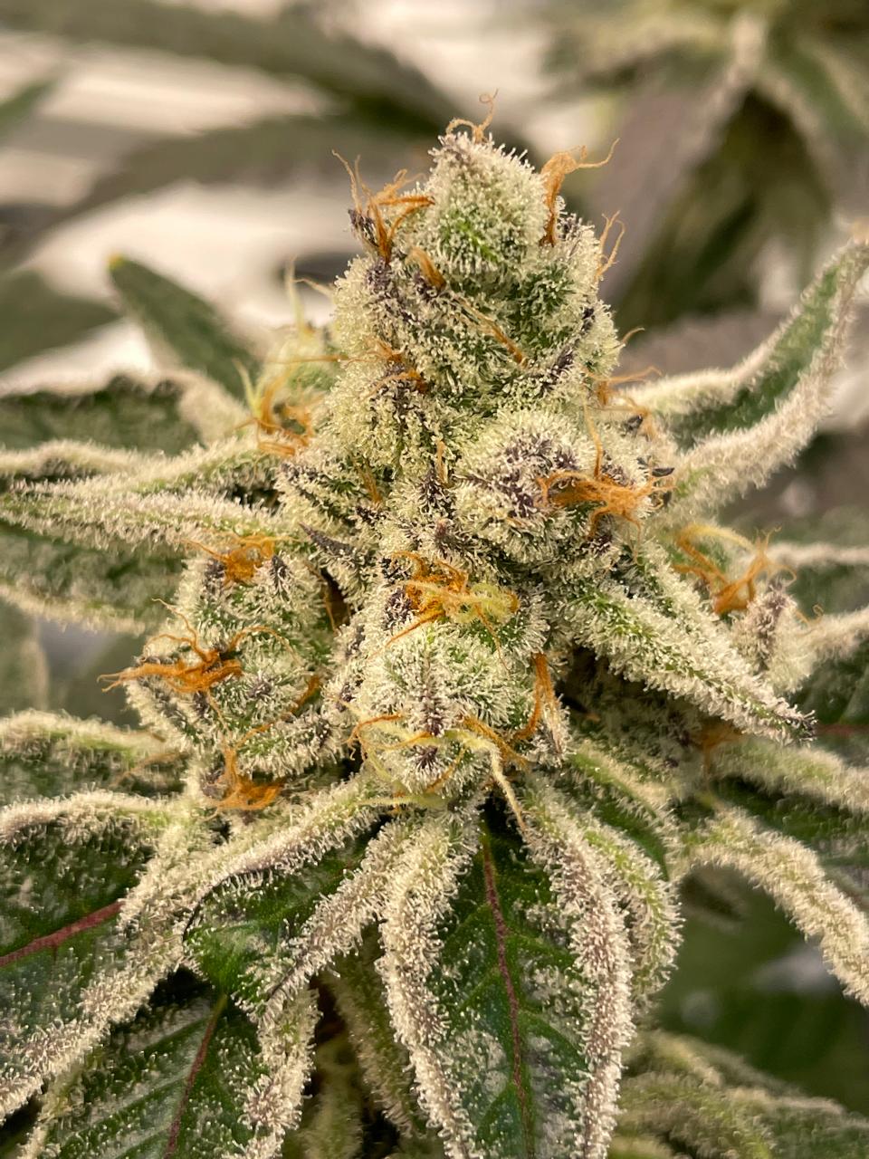 Mature cannabis flower surrounded by frosted sugar leaves