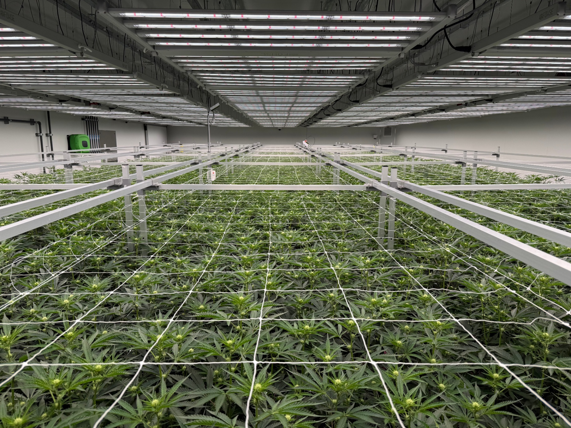 Flower room with trellis netting over an even canopy under LED lighting
