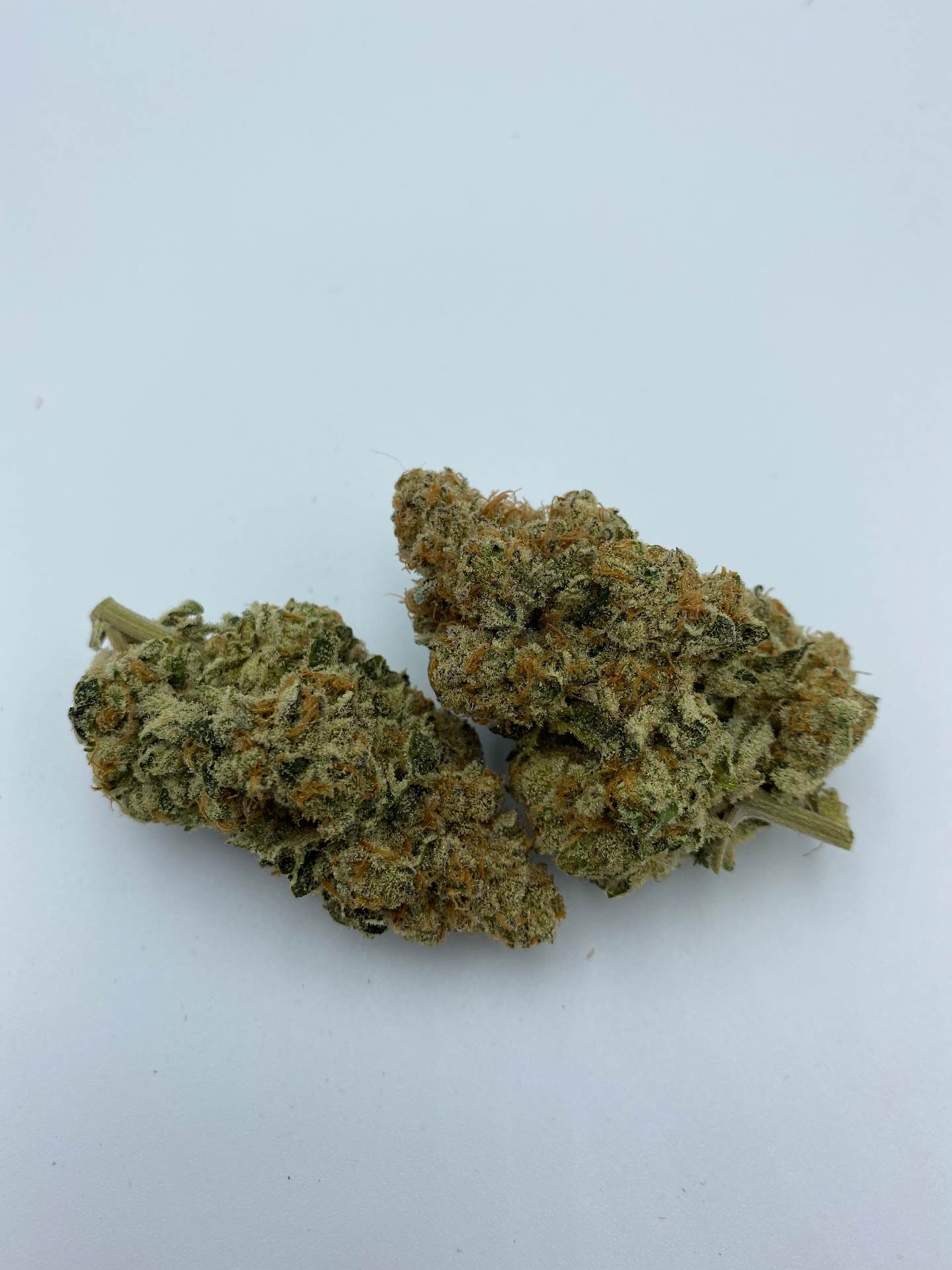 Cured medical cannabis flower buds on white background