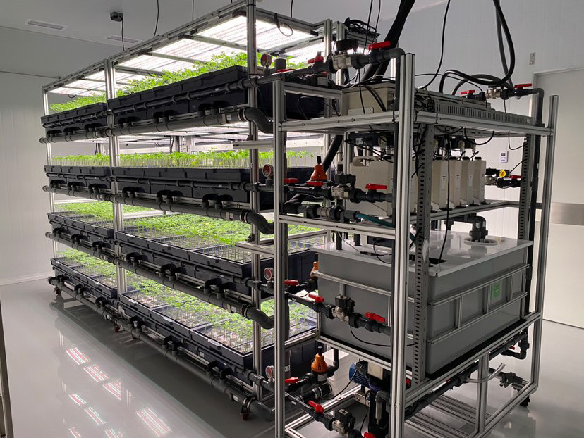 Propagation rack with young cannabis plants and irrigation system