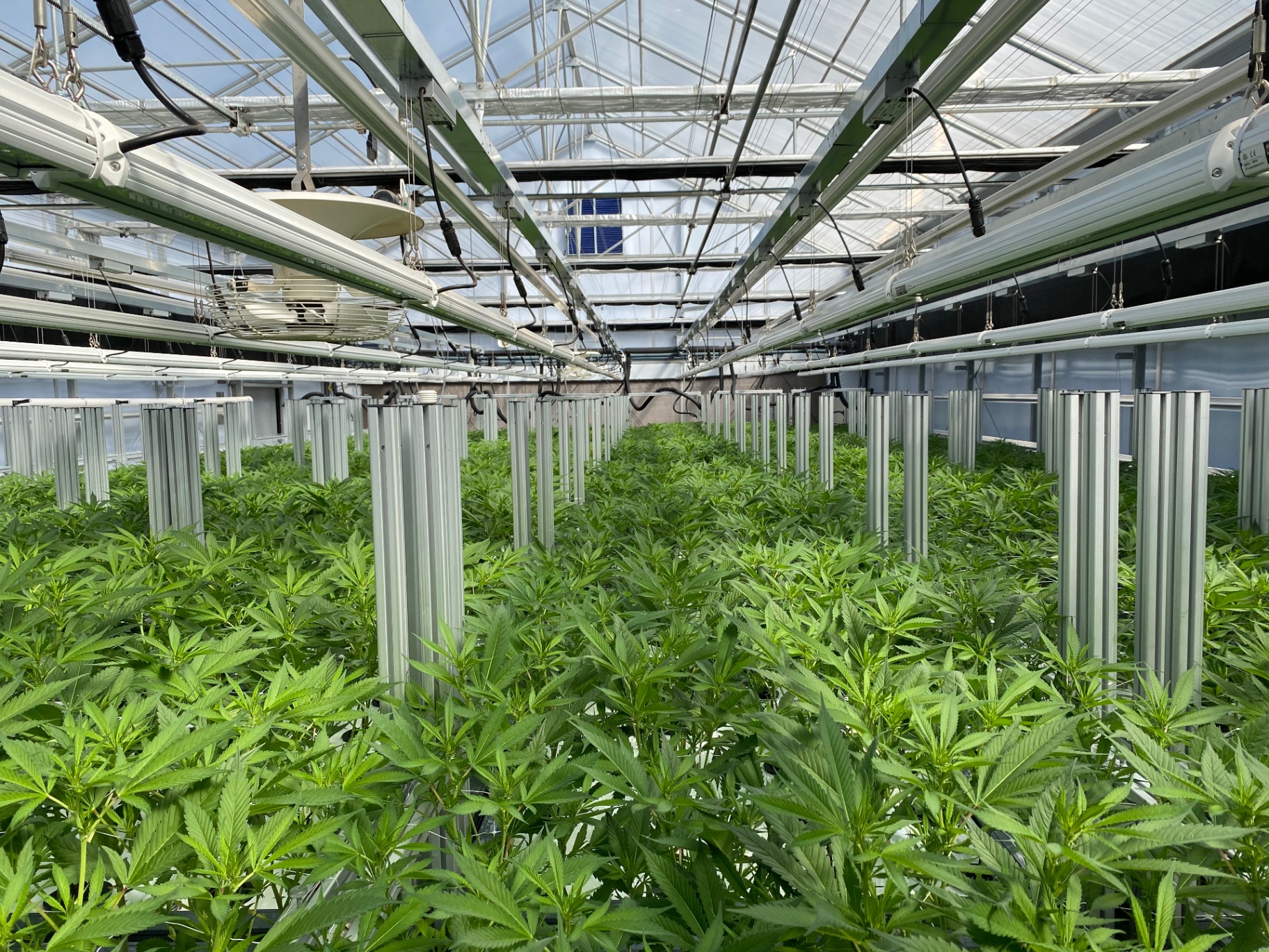 Dense cannabis canopy in a commercial greenhouse
