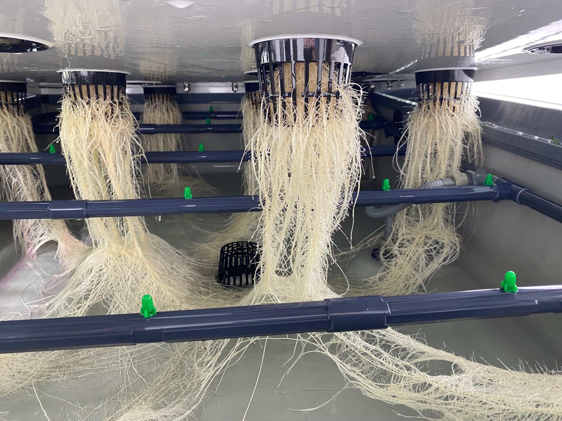 Healthy white root systems in a hydroponic cultivation channel