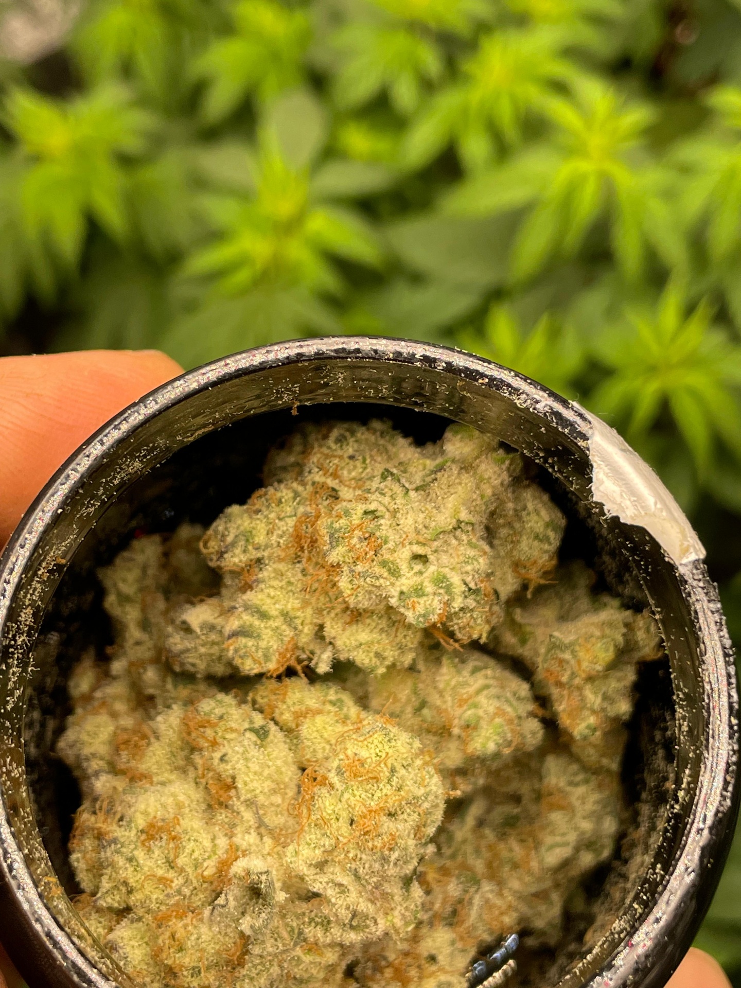 Open jar of cured cannabis buds held in front of living plants