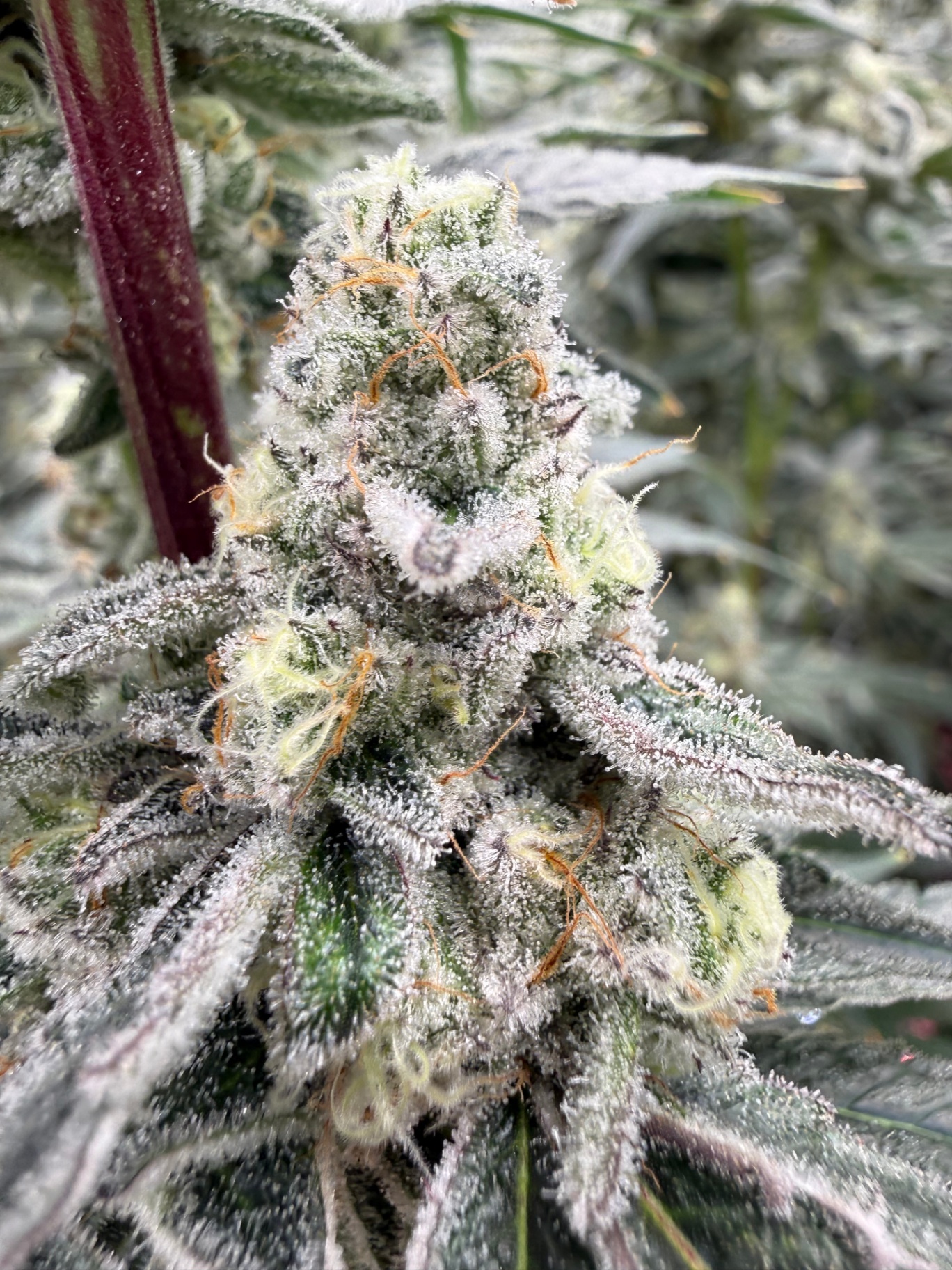 Frosty cannabis cola close-up