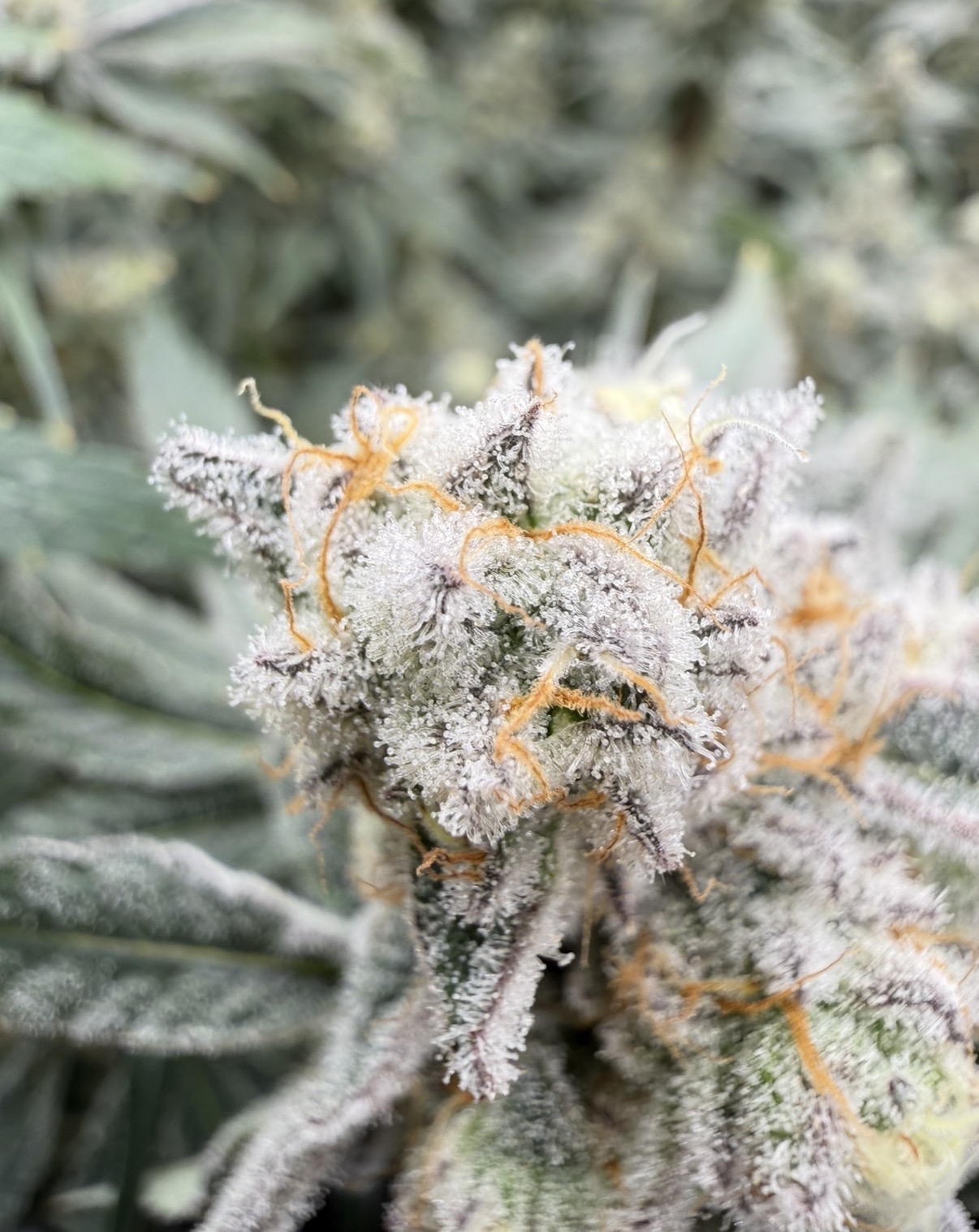 Macro close-up of trichome-covered cannabis bud