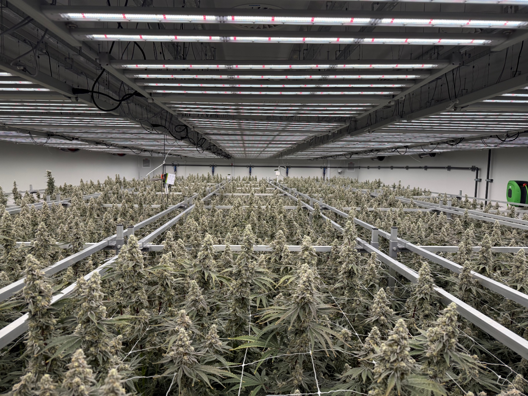 Mature cannabis flower canopy ready for harvest under LED lighting