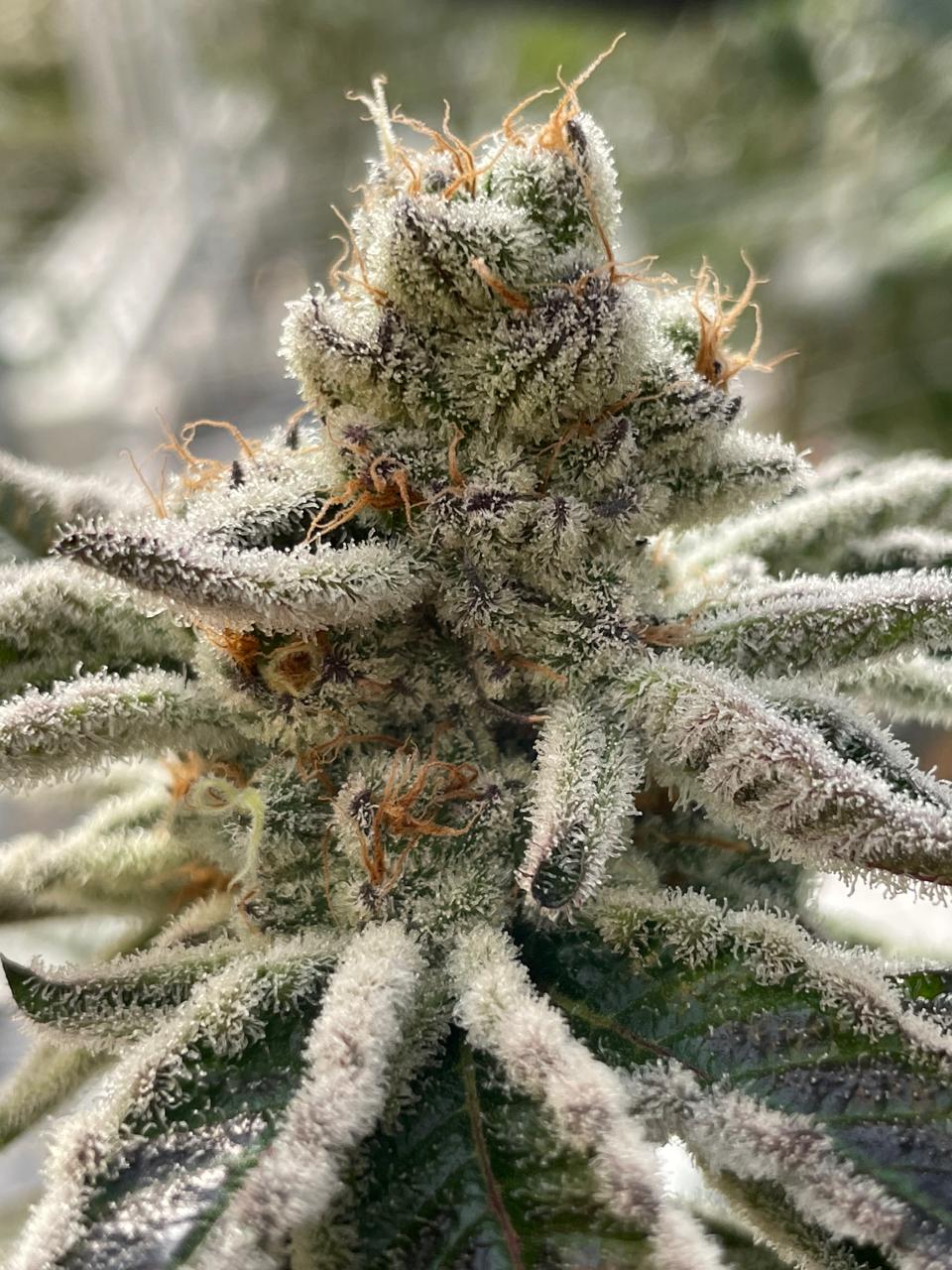 Sun-lit cannabis flower with silvery trichome coverage