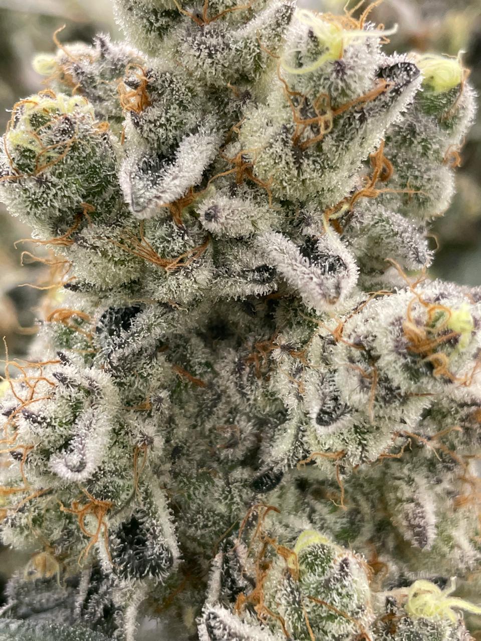 Macro close-up of crystalline cannabis trichomes