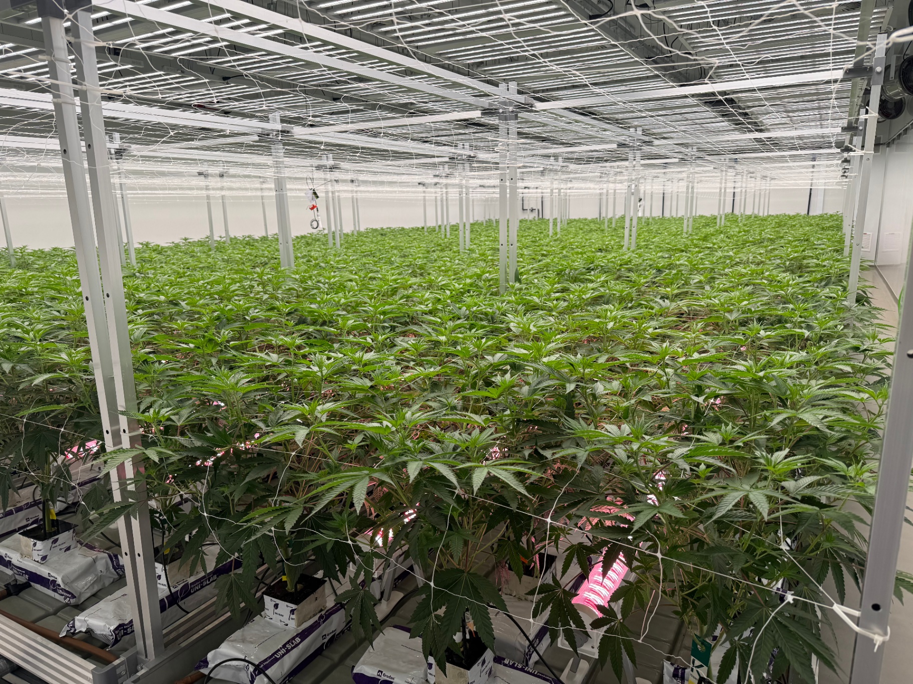 Wide vegetative room with trellis nets over uniform canopy