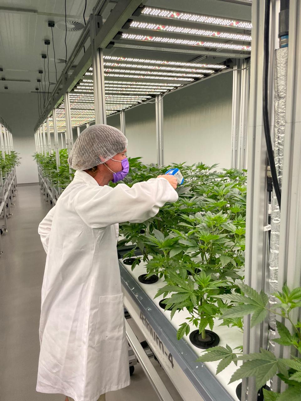 Cultivation specialist inspecting cannabis plants in an EU GMP facility