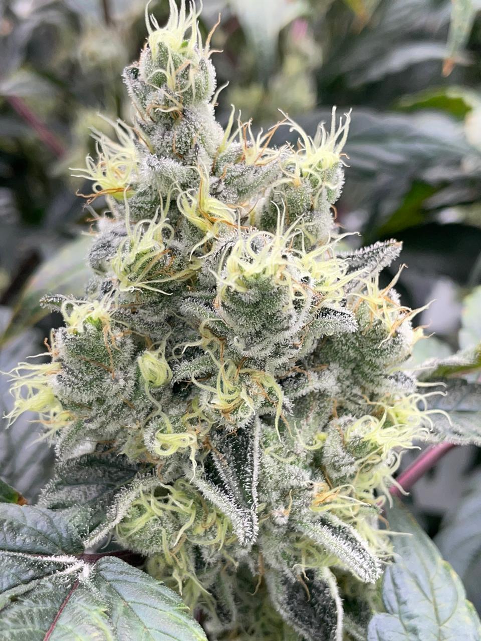 Frosty cannabis bud with bright green calyxes