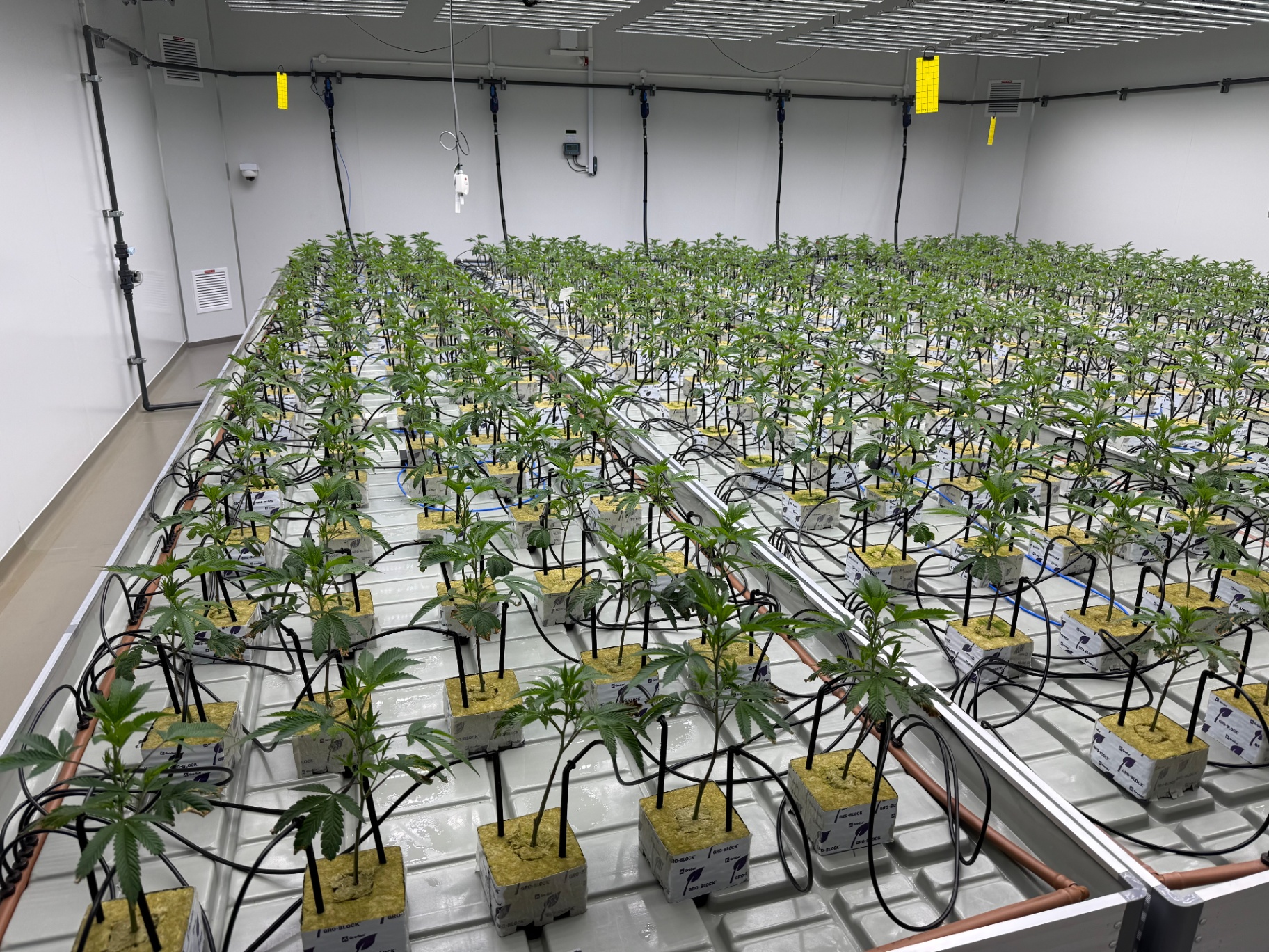 Young cannabis plants on rockwool blocks with drip irrigation
