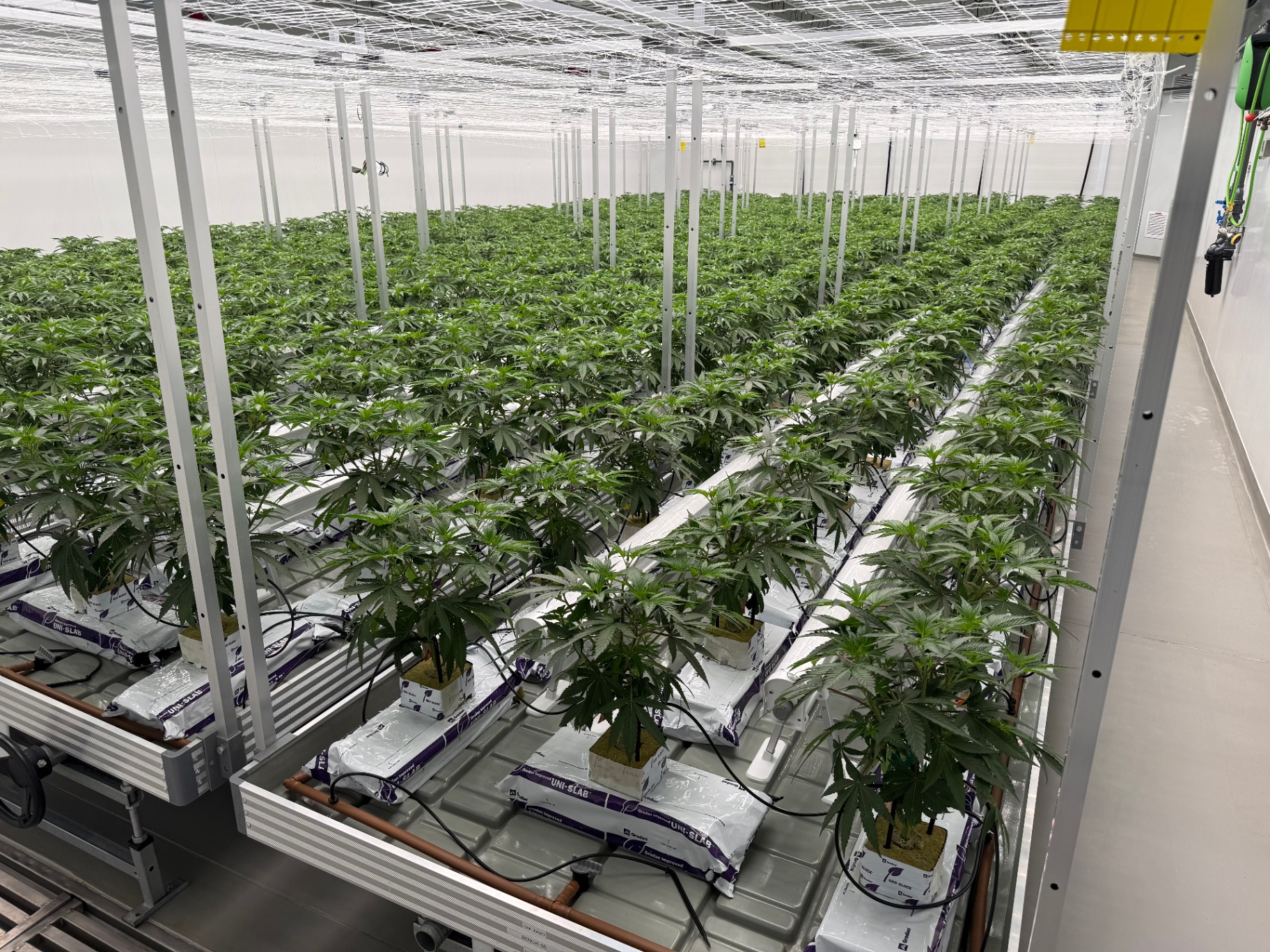 Early flower room with cannabis plants in rockwool slabs