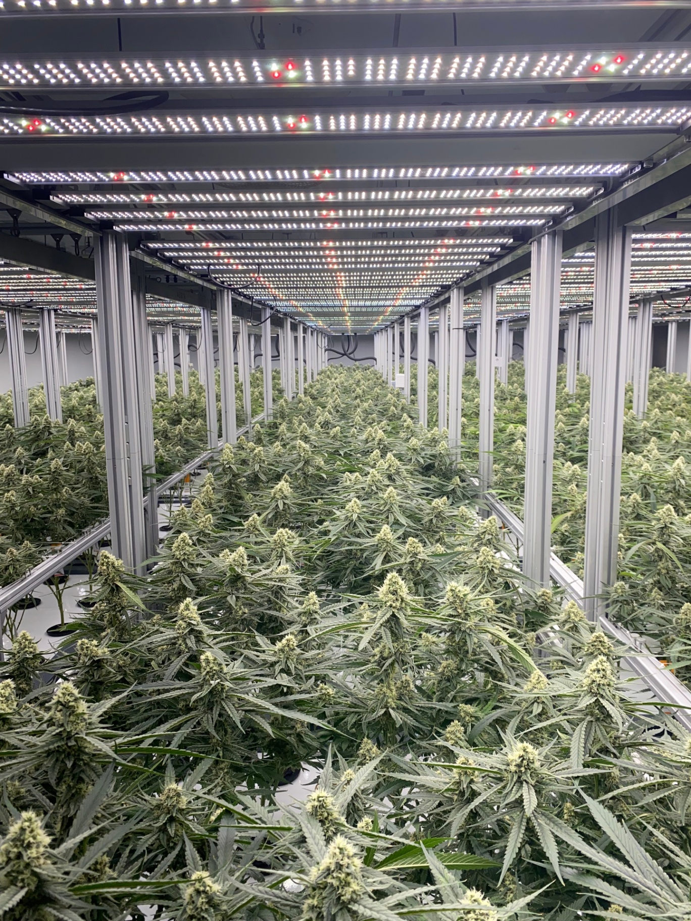 Mature flower room viewed down a corridor of LED fixtures