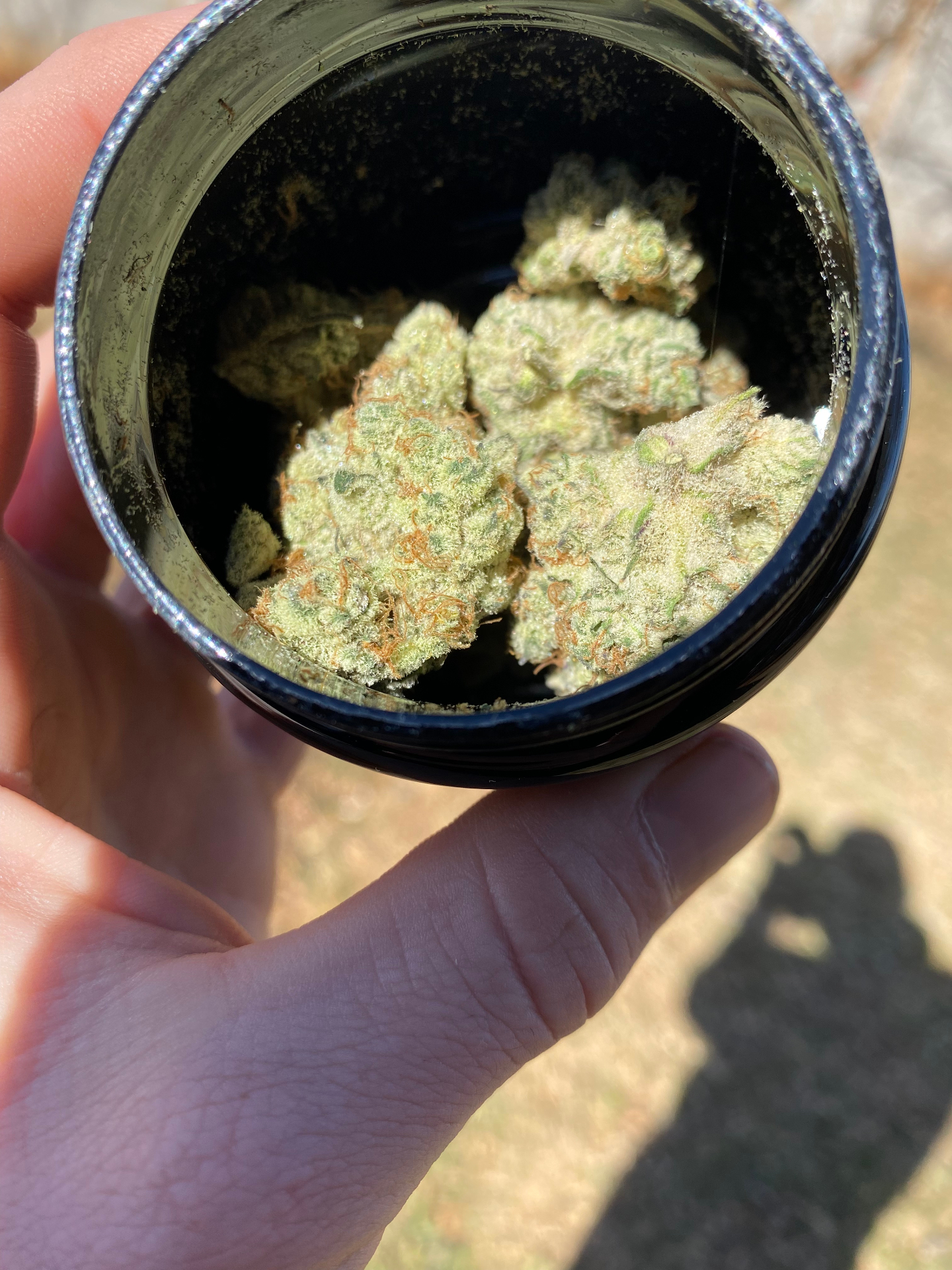 Cannabis flower buds inside a black glass storage jar