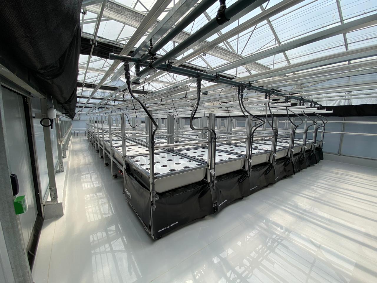 Long row of hydroponic cultivation benches in a greenhouse