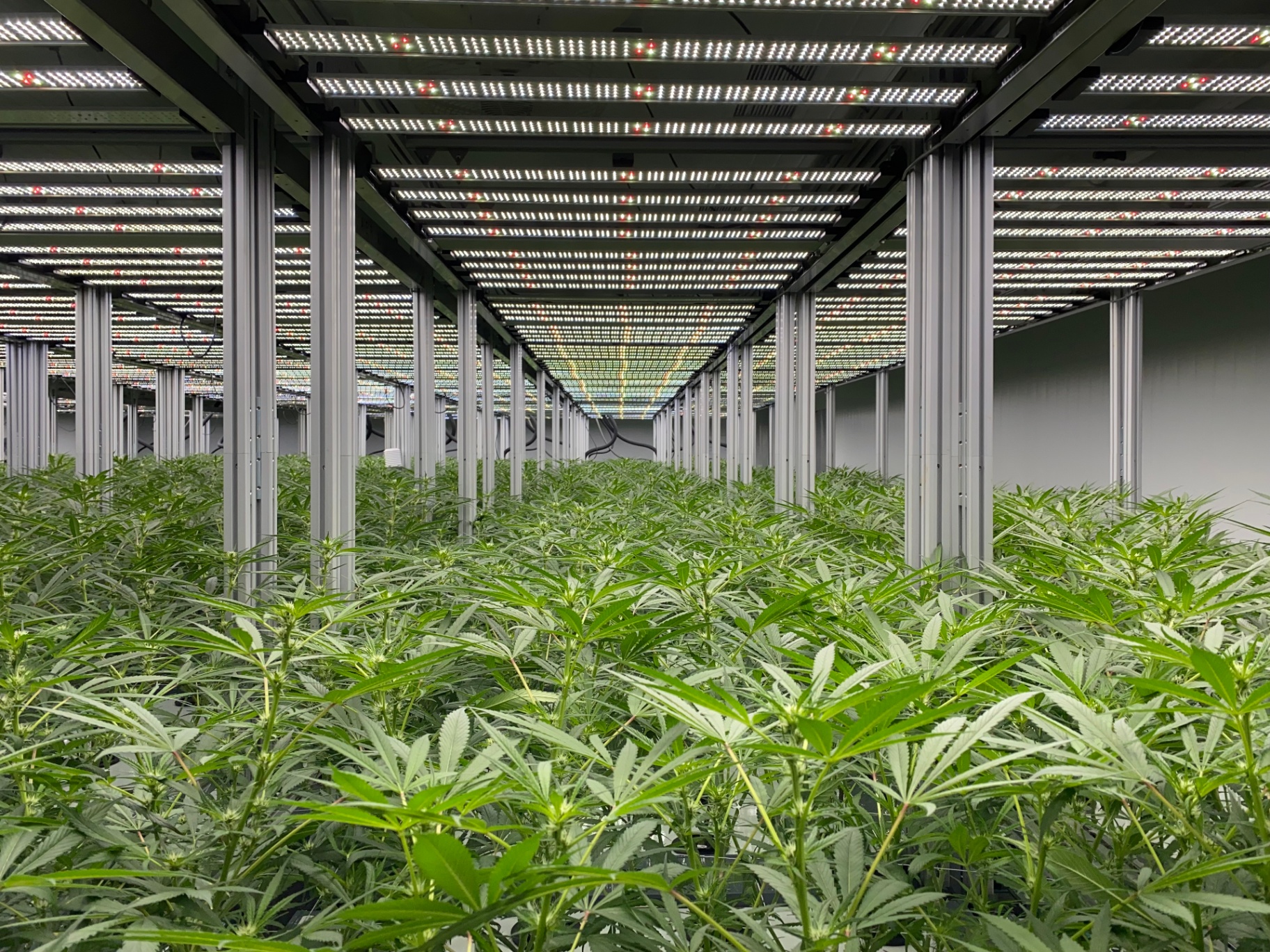 Cannabis cultivation room with plants under controlled lighting