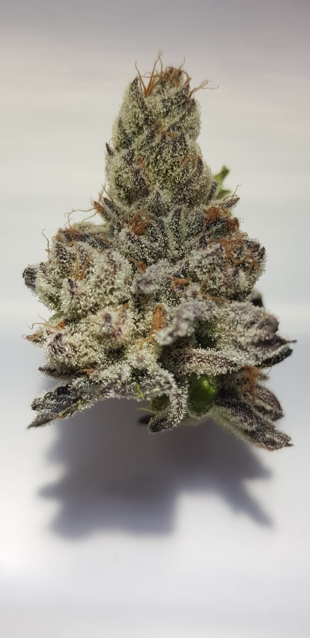 Purple-tinted cannabis bud with dense trichomes