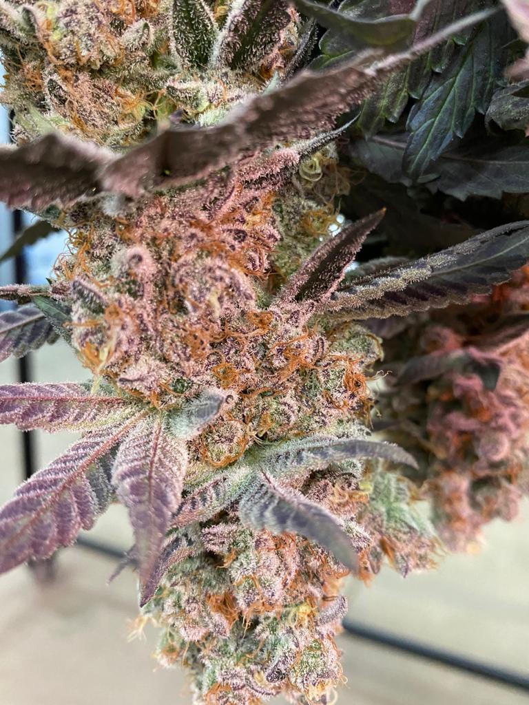 Purple-hued cannabis flower with amber pistils