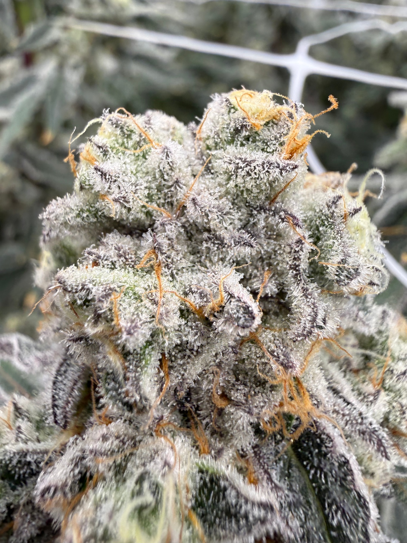 Dense cannabis bud with orange pistils
