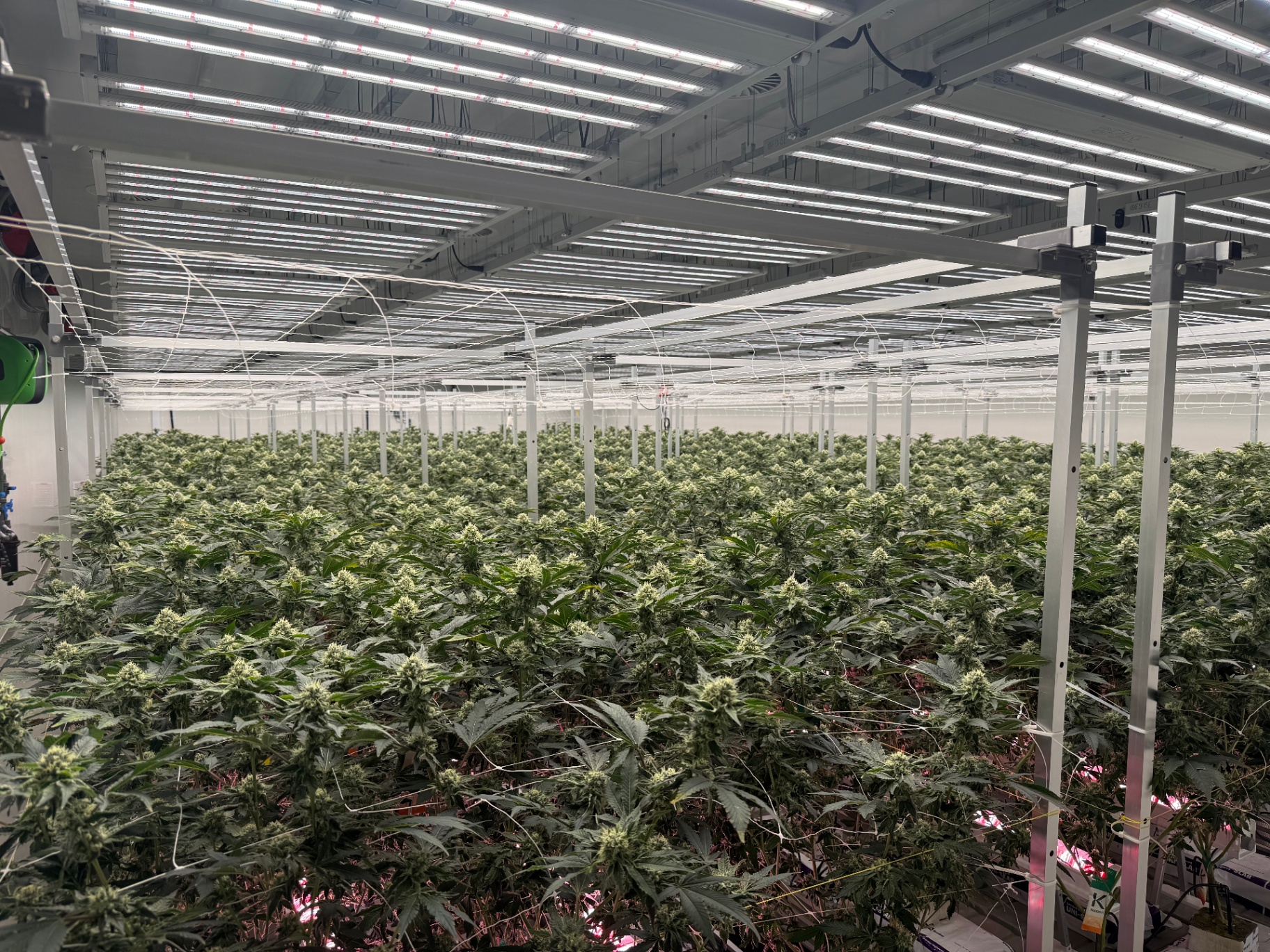 Late-flower room with dense frosty cannabis colas under LEDs