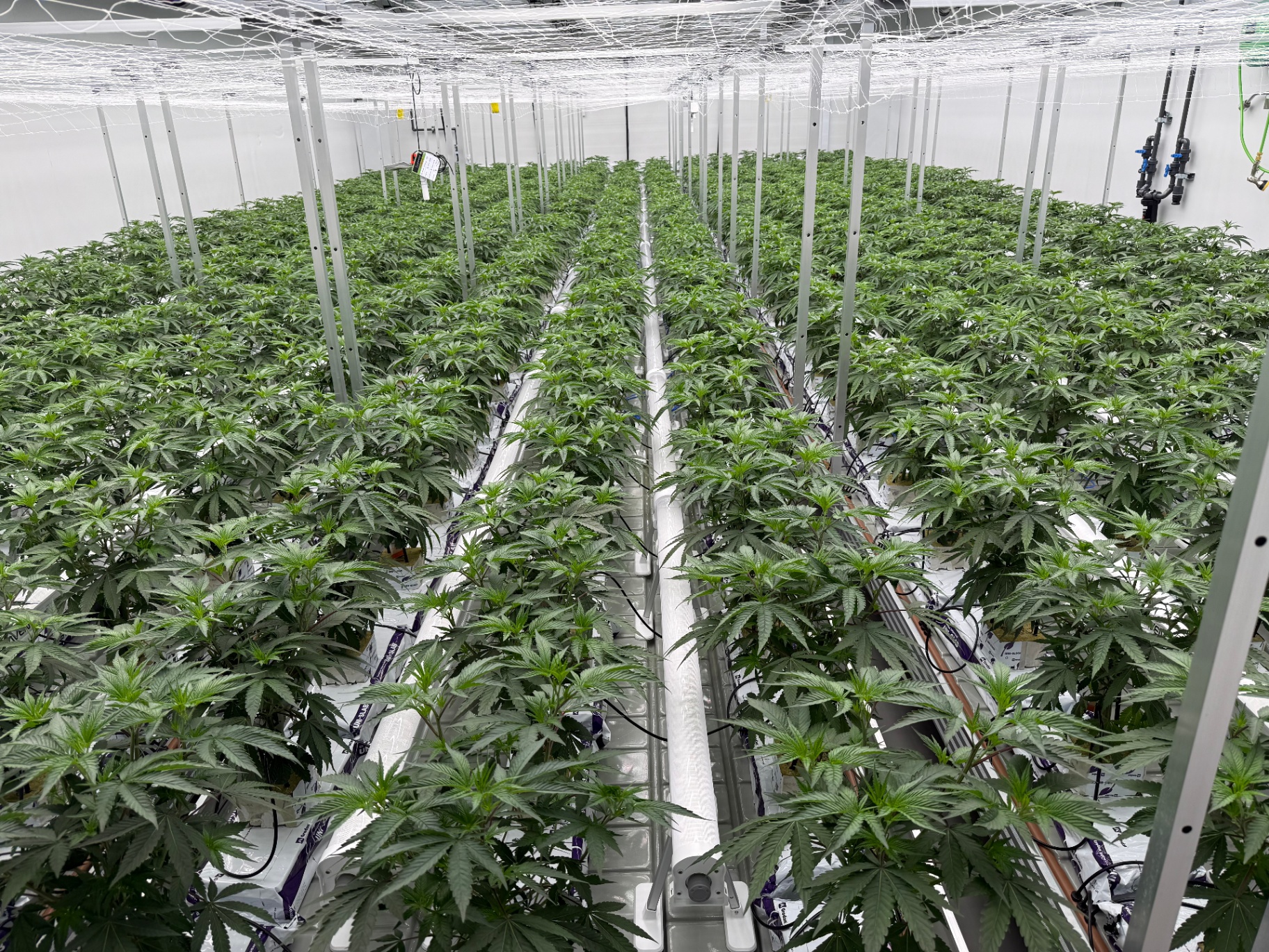 Long rows of cannabis plants in a commercial flower room
