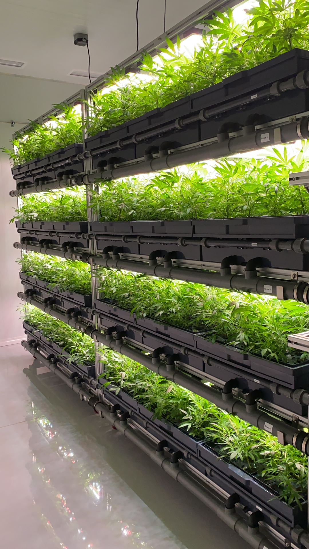 Multi-tier vertical cannabis cultivation racks under LED lighting
